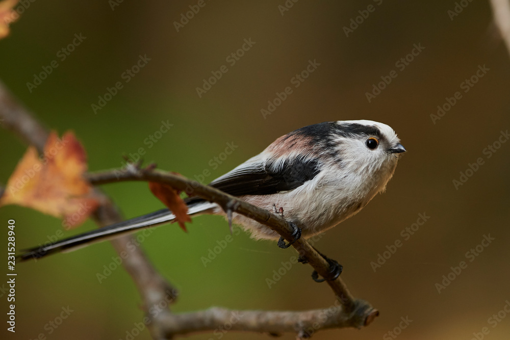Fototapeta premium Long-tailed tit (Aegithalos caudatus)