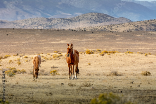 A mustang mare and her colt in the desert with mountain behind her, looking at camera