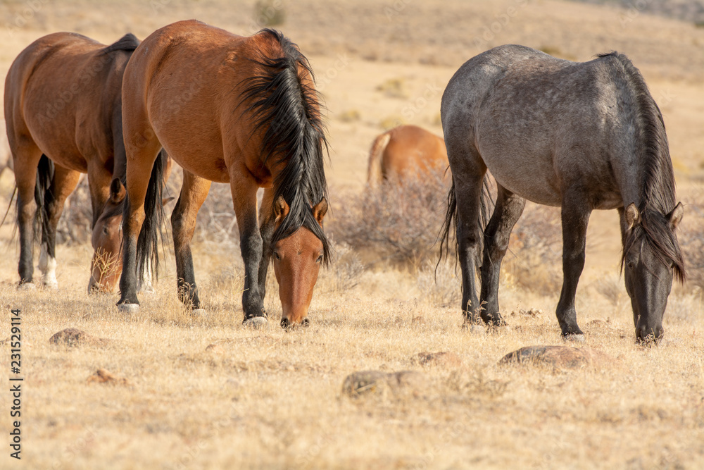 Grey wild stallion in the desert with his heard Grey wild stallion in the desert with his heard