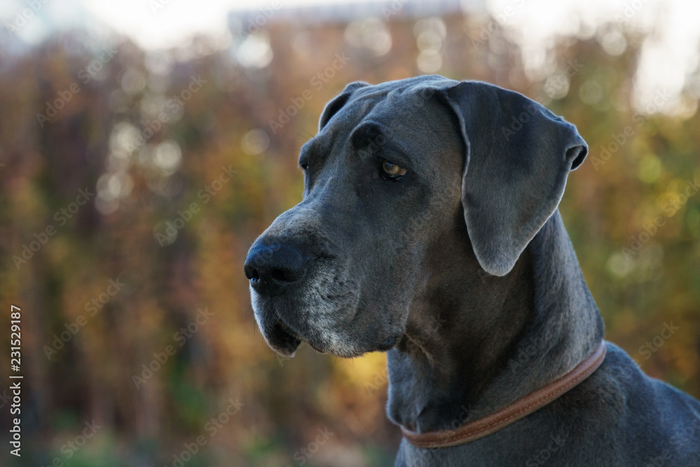 Dog profile, Great Dane