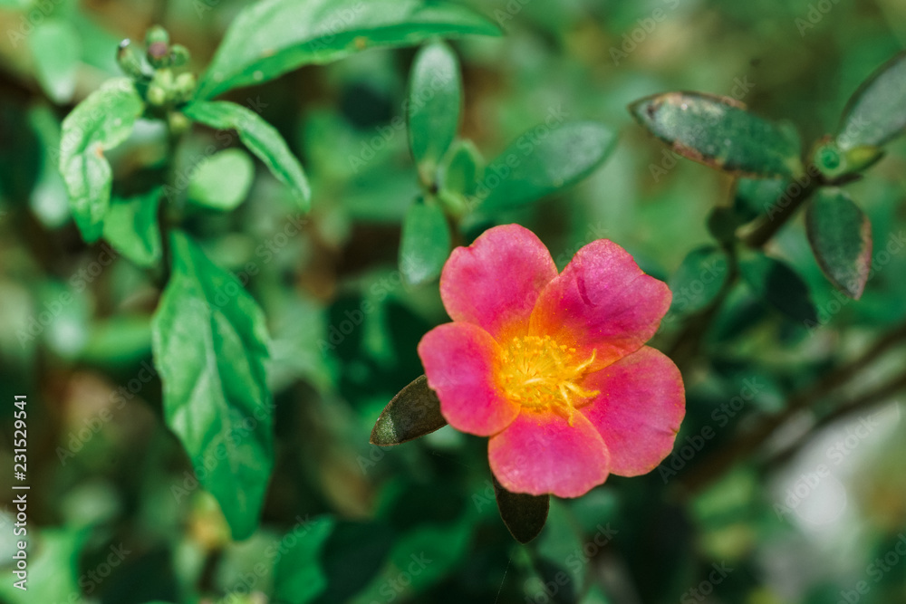 10 O Clock Flower Stock Photo Adobe Stock 10 O Clock Flower Stock Photo Adobe Stock
