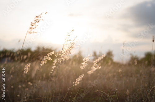 Wild field of grass on sunset shallow DOF