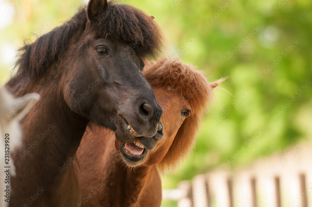 Fototapeta premium Zwei Islandpferde stehen nebeneinander und gähnen