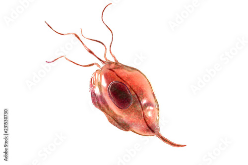 Photos Trichomonas tenax, a protozoan found in the oral cavity