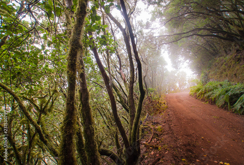 Wanderweg durch den Urwald von La Gomera  Kanarische Inseln  Spanien