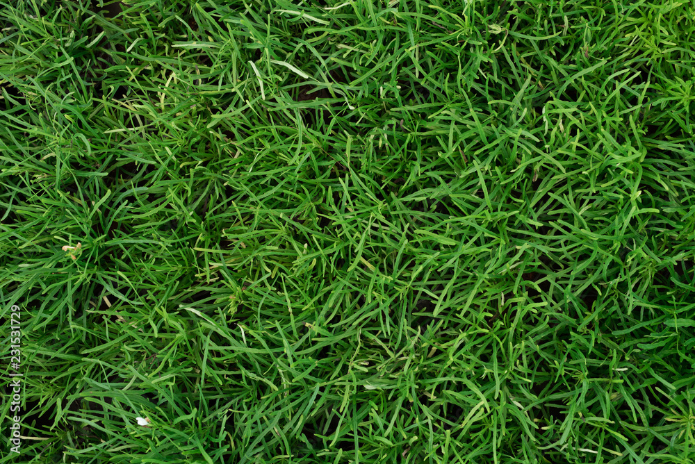 Top view small tree plant texture background,Nature concept Top view small tree plant texture background,Nature concept