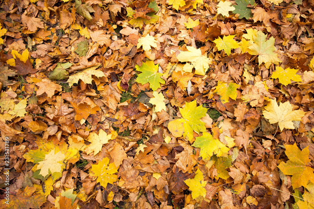 Bright yellow leaves in the autumn forest Bright yellow leaves in the autumn forest