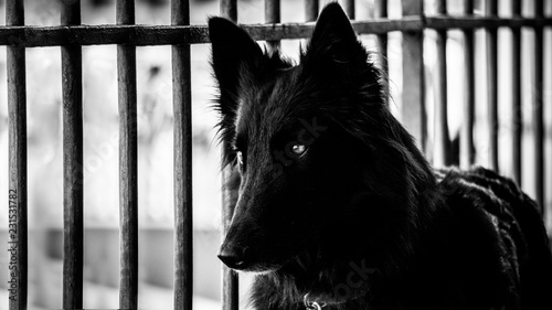 Fotografie chien noir grille