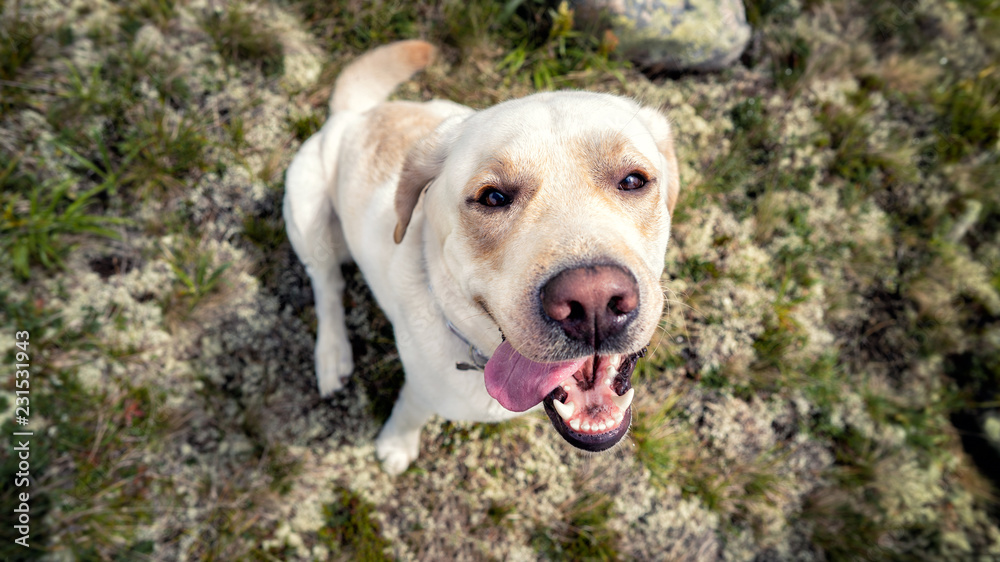 Dog white Labrador retriever  happy