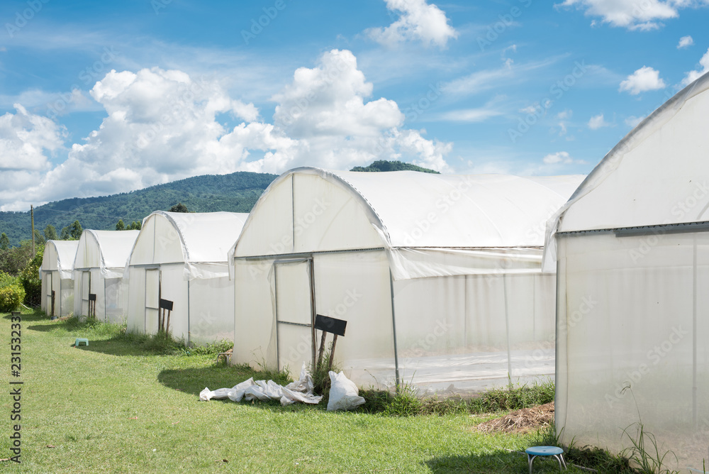 White insect protection net in farm