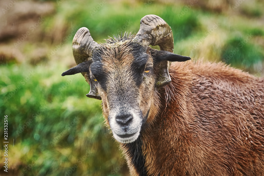 Portret of Ram Portret of Ram