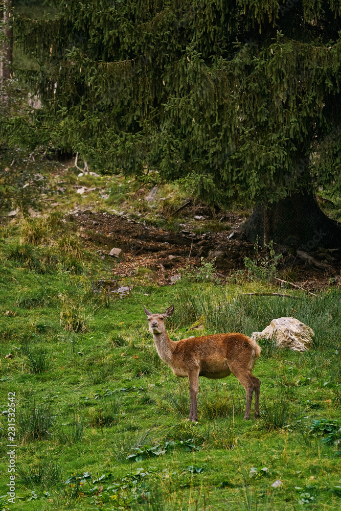 Obraz premium Deer in the Forest