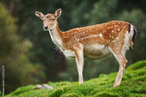 Deer at the Edge of the Forest