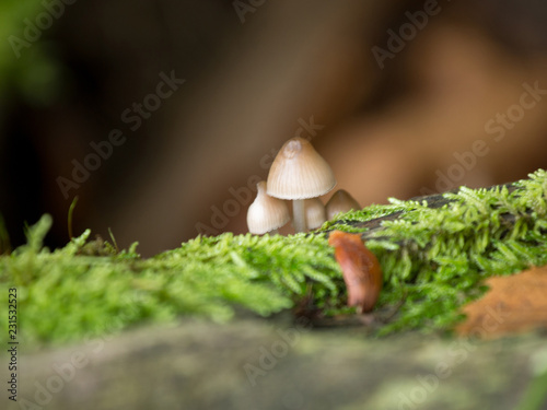 3 petits champignons