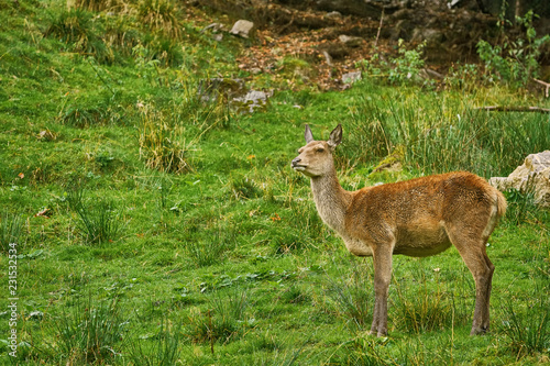 Deer in the Forest