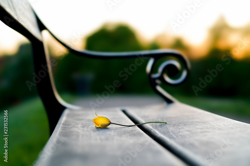Wall Mural Copenhagen bench with flower
