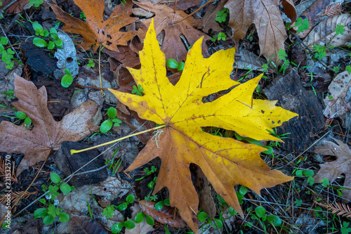 Fall color leaf on the forest floor, Purisima OSP, California © Ron