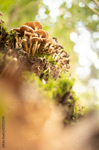 Eine Gruppe von Pilzen wächst auf einem Baumstamm im Wald