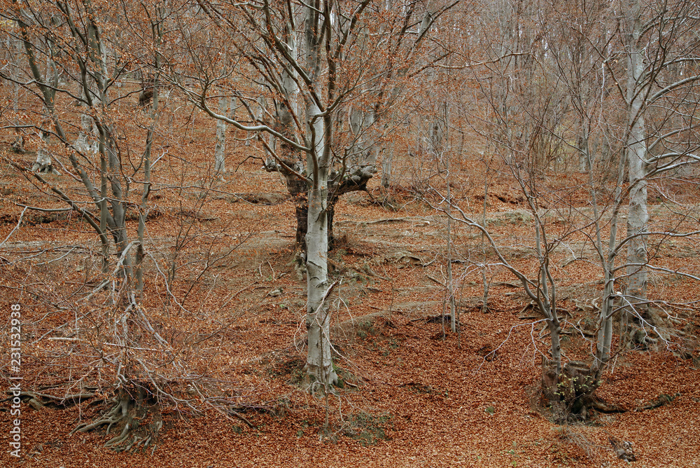 Autumn forest landscape in the Romanian Carpathians, Europe Autumn forest landscape in the Romanian Carpathians, Europe