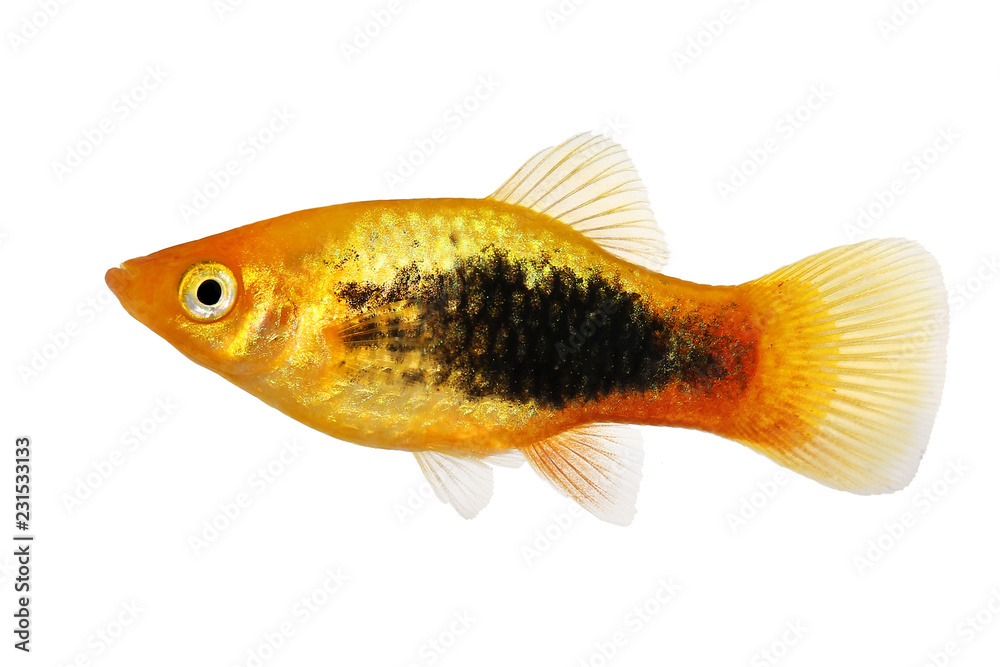 Fototapeta premium Sunburst tuxedo platy male Xiphophorus variatus tropical aquarium fish 