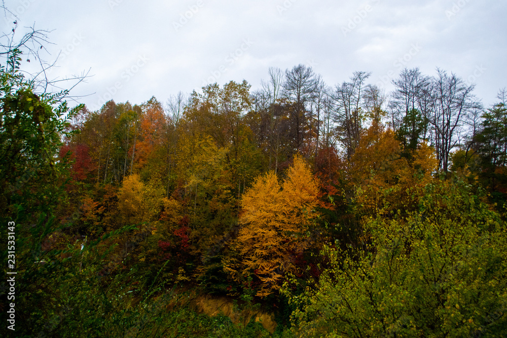 Fall Trees