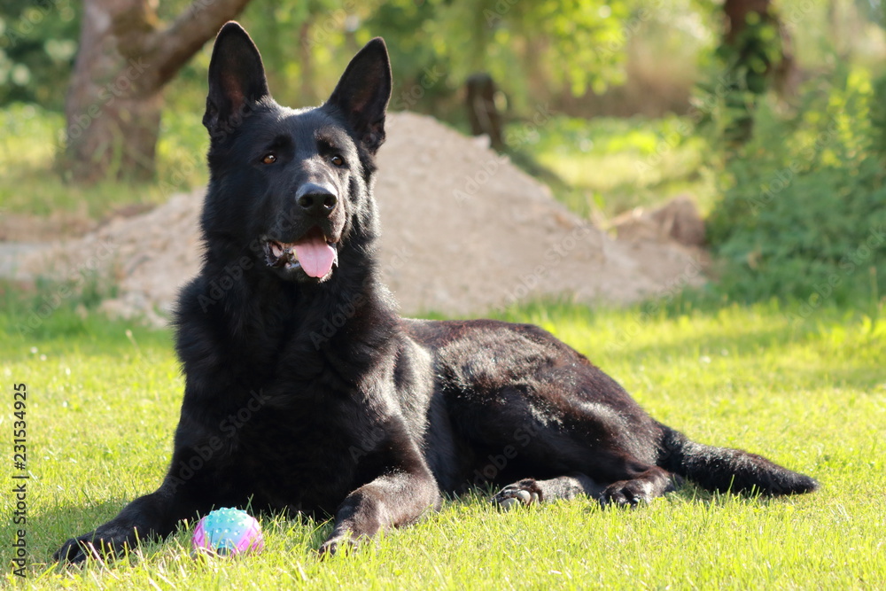 An adult young big black dog (German Shepherd) lies on green grass in the garden or park at sunny day in the Czech Republic and keeps (guards) a toy (colored ball - red and blue). Sun shines on him.
