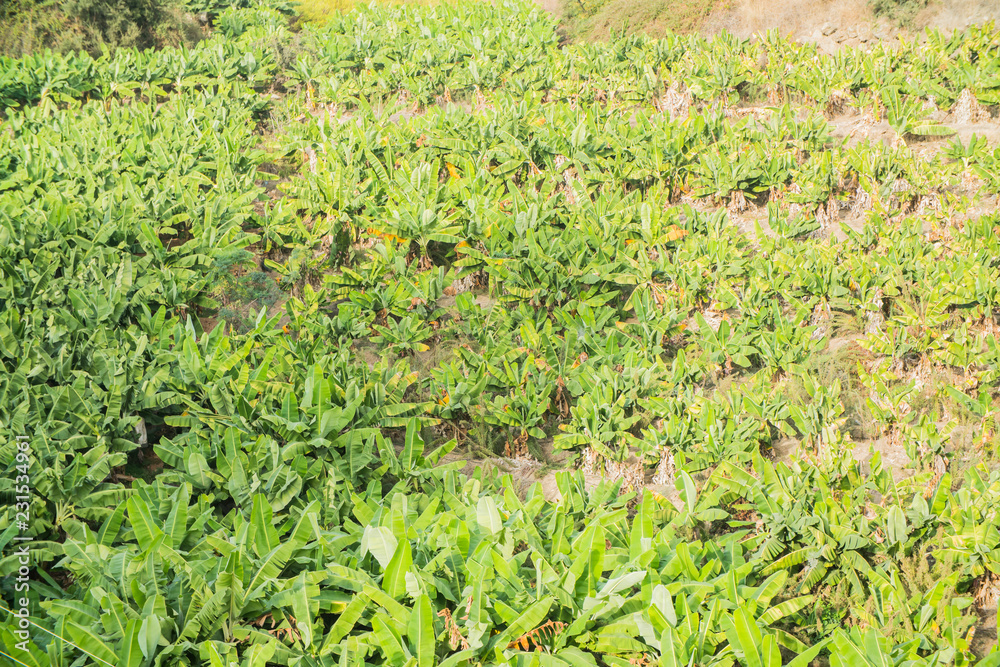 palm plantation view palm plantation view
