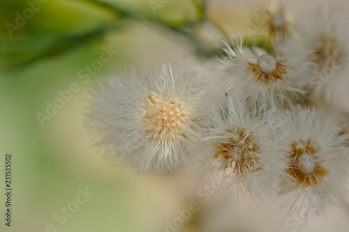 Dandelion macro late spring