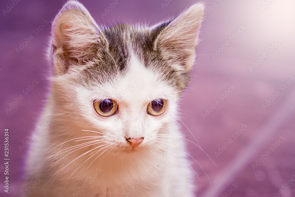 Small white spotted cat on a violet blurry background_