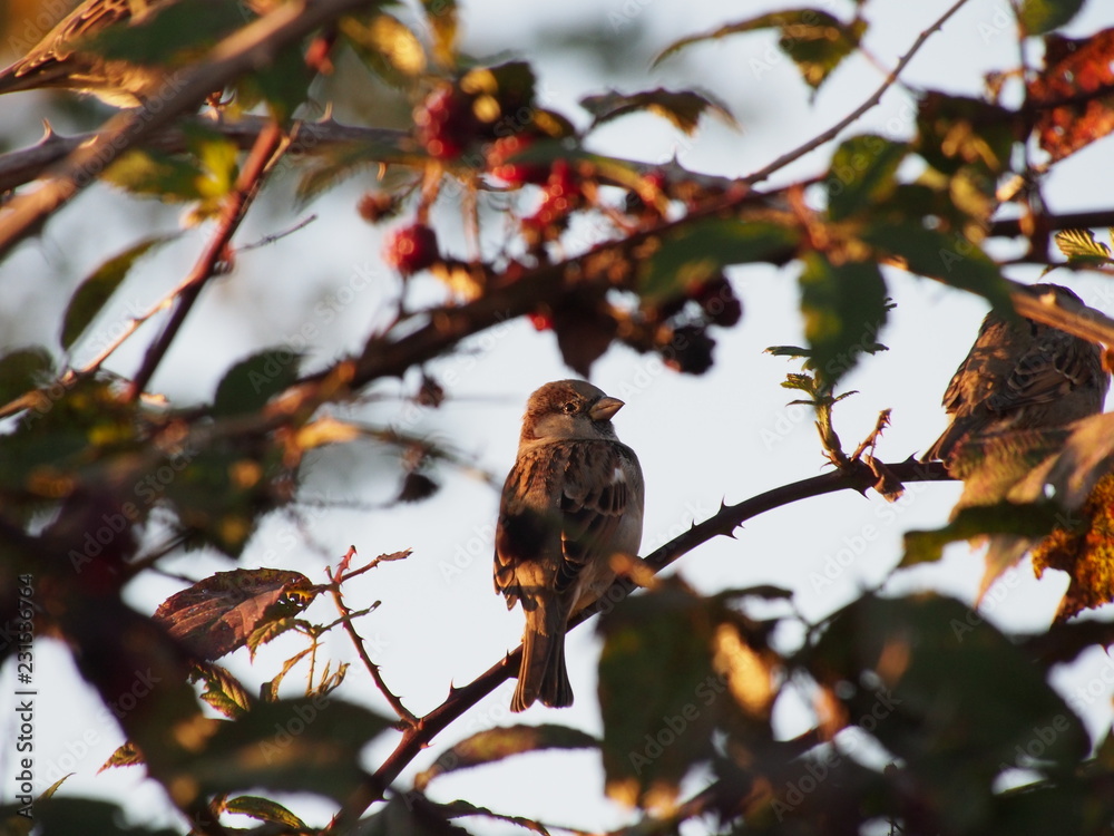 little bird in the thickets of the autumn garden