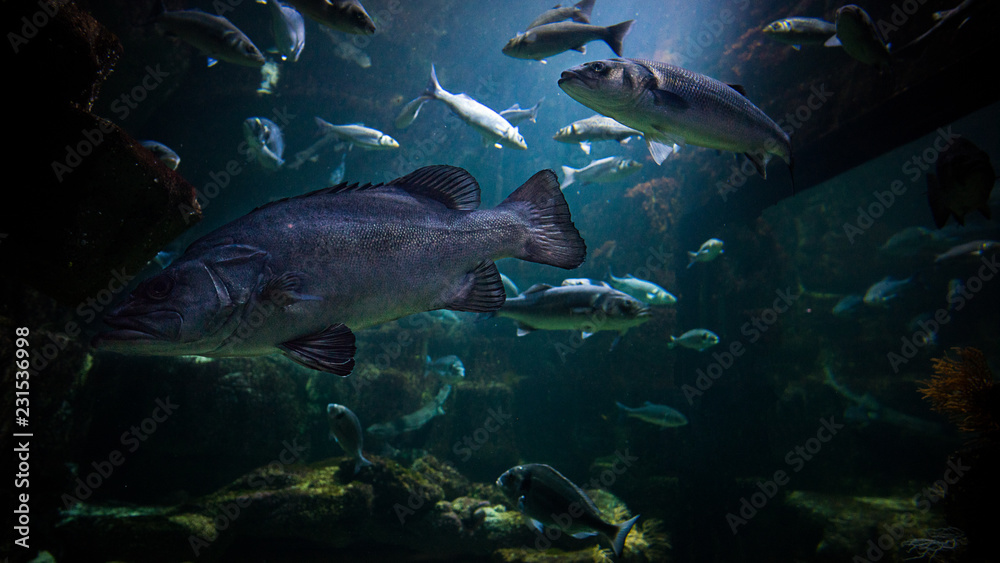 Fototapeta premium poisson aquarium