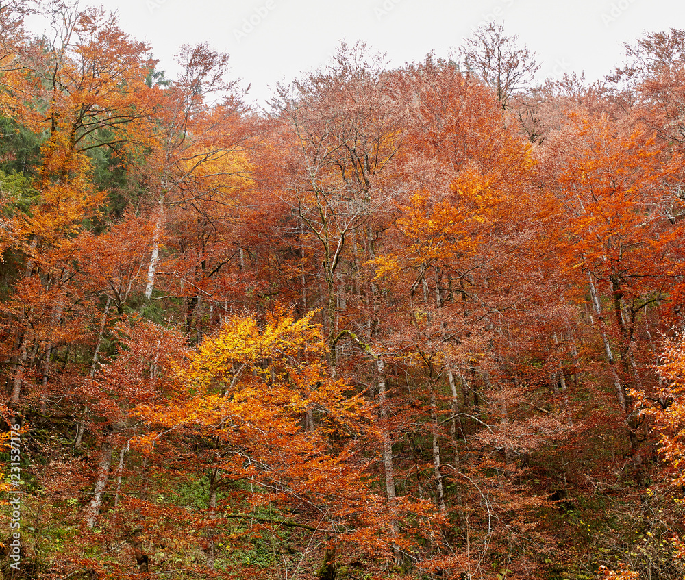 Fall landscape with colorful trees