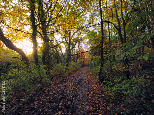 Fototapeta Naklejka Na Ścianę i Meble -   Autumn forest morning,Northern Ireland