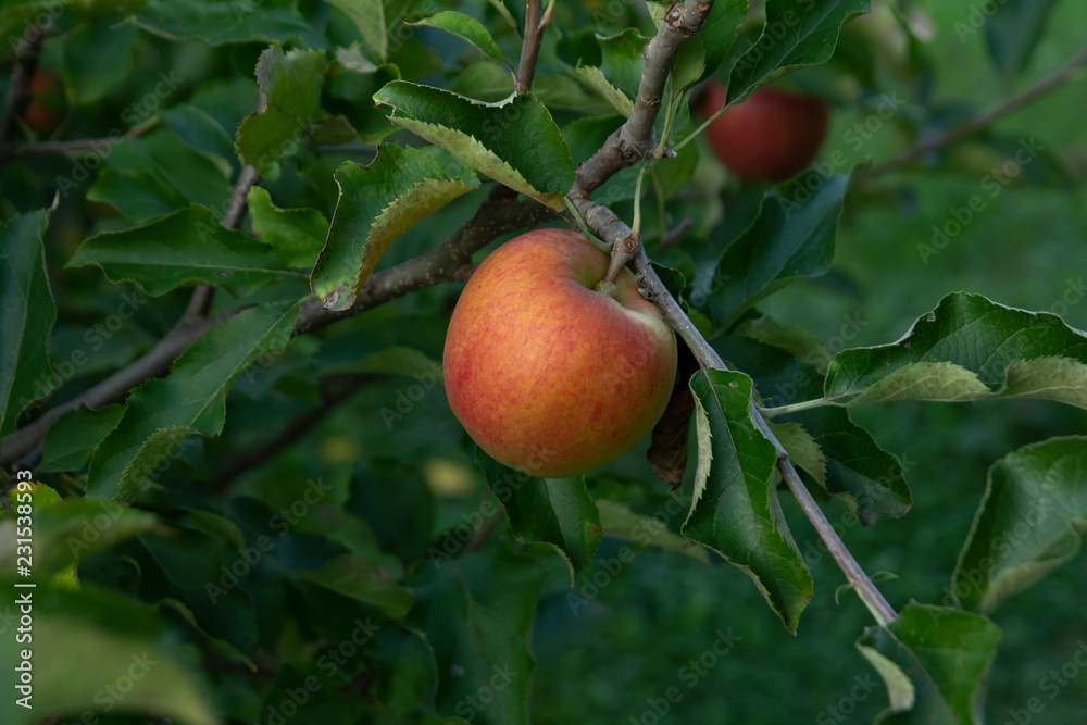 one ripe apple growing on branch of apple tree