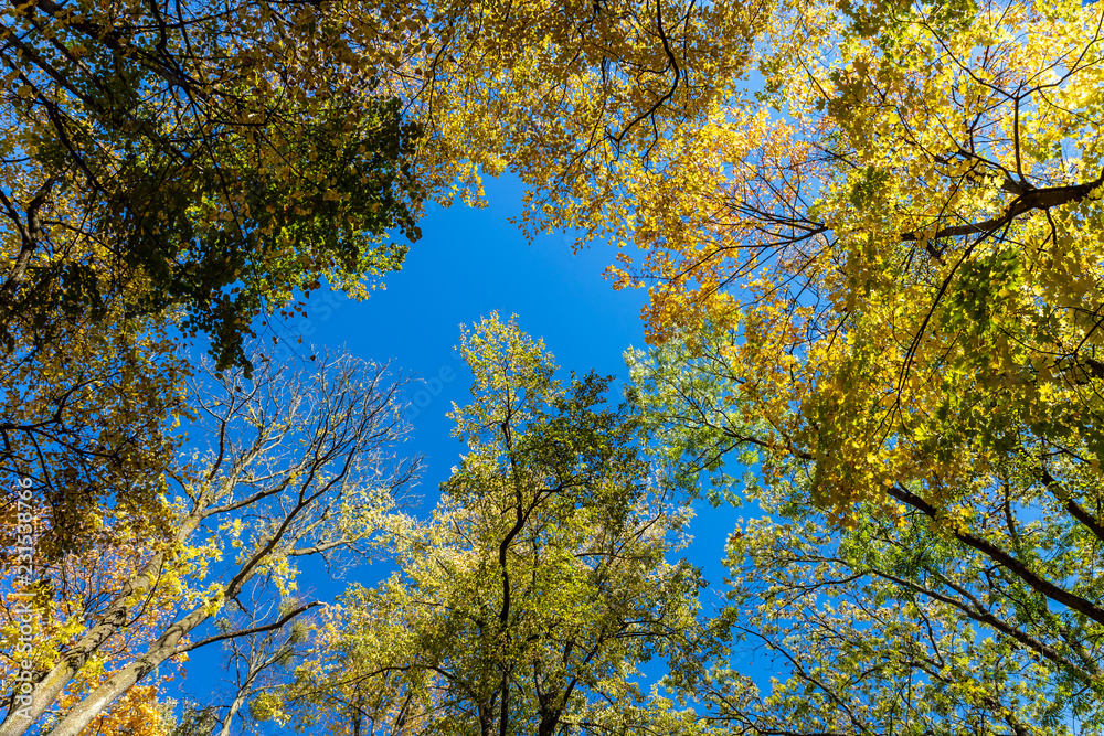 Autumn trees and blue sky