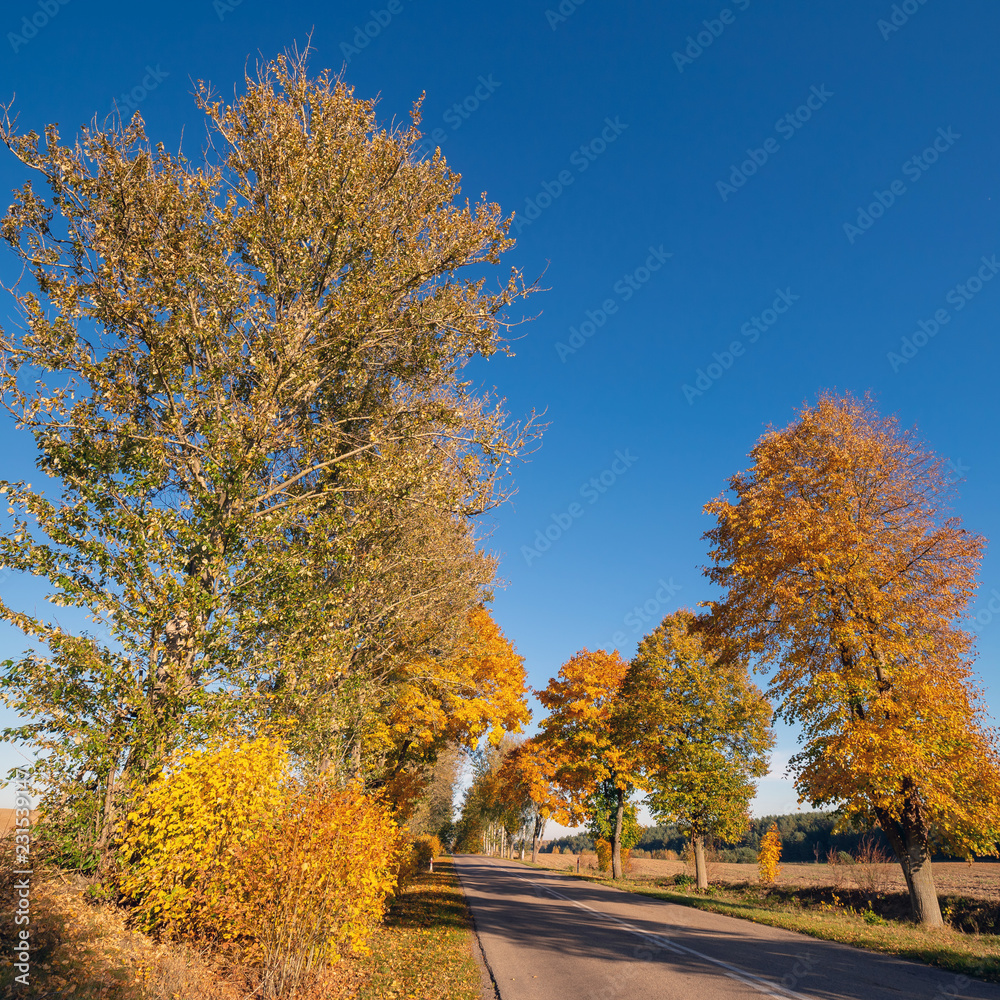 Autumn scene with road and trees.