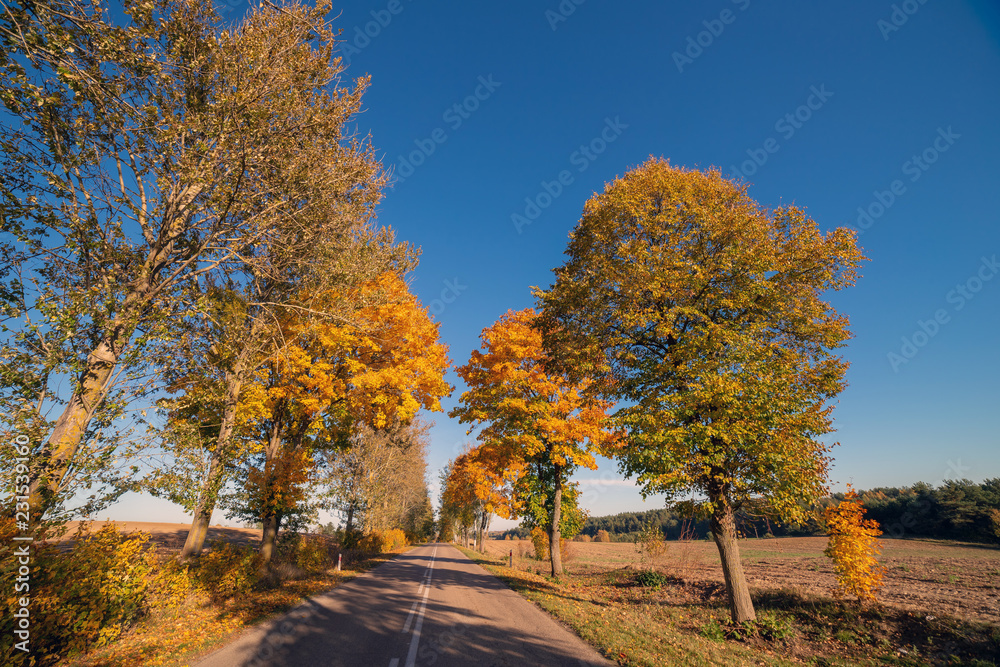 Autumn scene with road and trees.