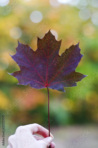 Red autumn maple leaf in hand on blurred natural background.