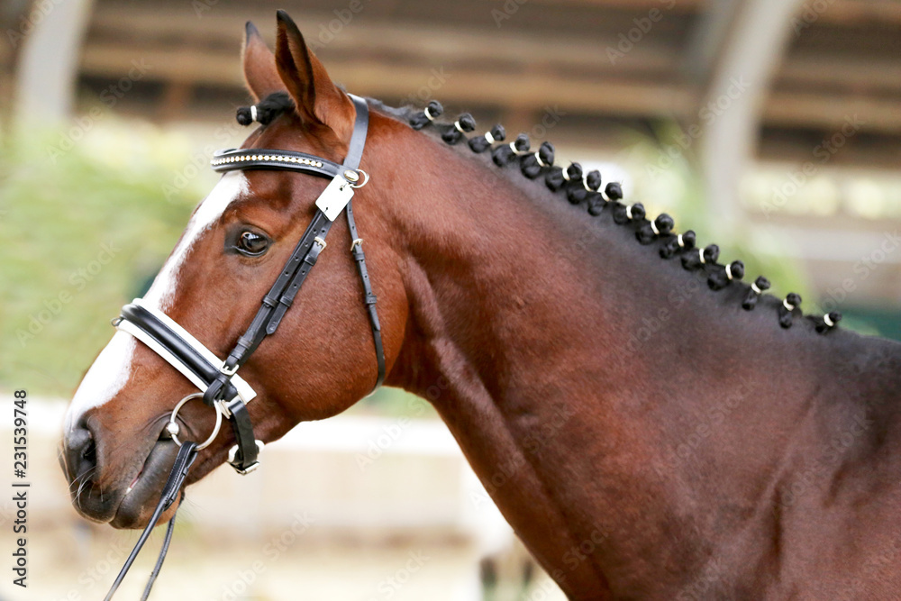 Fototapeta premium Headshot close up of a thoroughbred stallion in natural lights