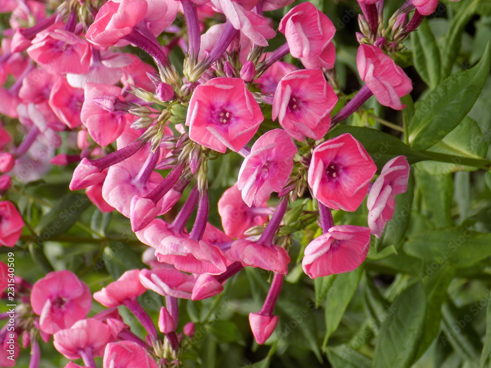 flowers, nature, summer flowers, nature, summer