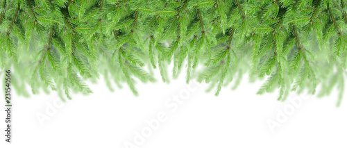 christmas fir tree wide border isolated on white background