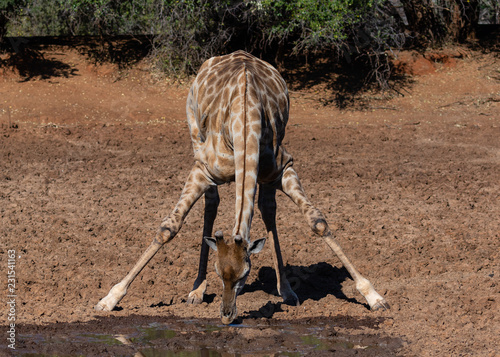 Photography giraffe drinking water in Mokala National Park in South Africa