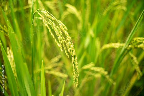 Autumn rice field, paddy rice