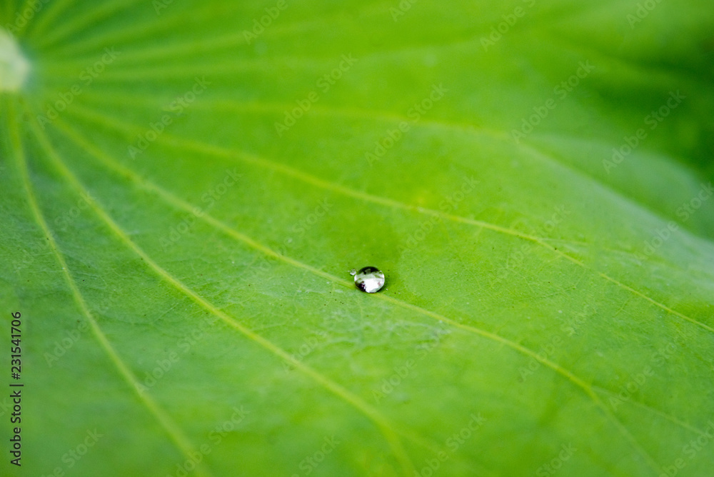 Lotus leaves with dew drops natural background Lotus leaves with dew drops natural background