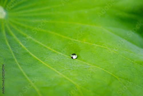 Lotus leaves with dew drops natural background