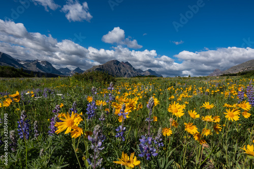 Photo Yellow Daisies in Wildflower Field in Montana