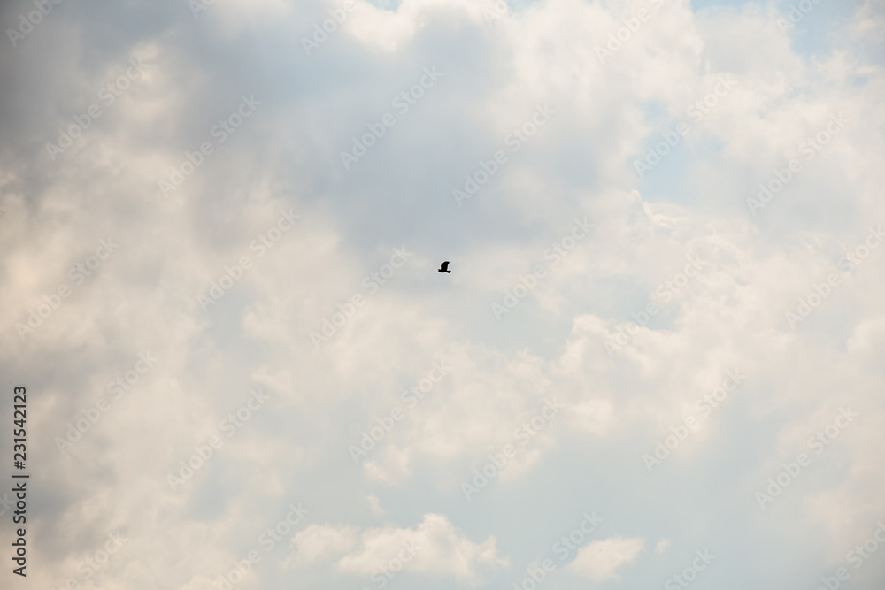 Sky with clouds and a small bird of pray