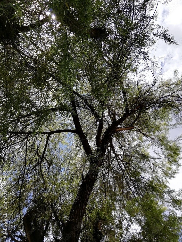 Fototapeta premium Tree friend