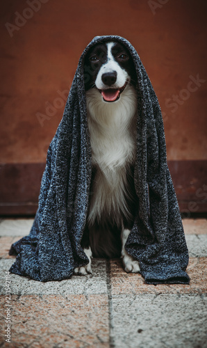 Fotografía Border collie posing with her  jedi vest on