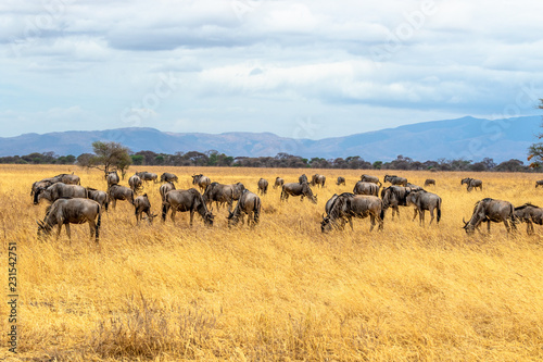 Small Great Migration